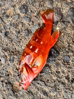 アカハタの釣果