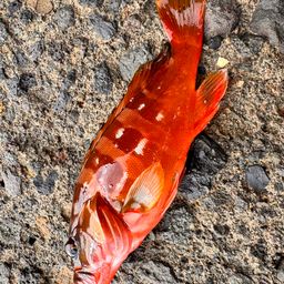 アカハタ