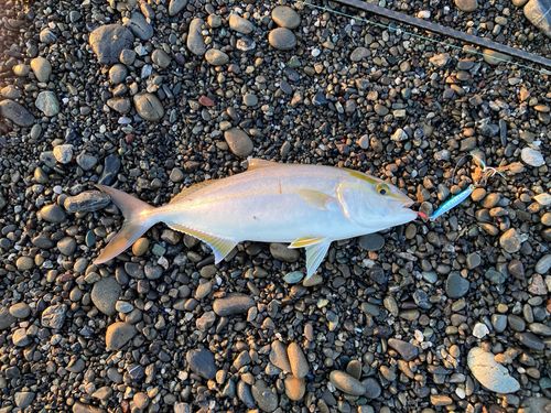 ネイリの釣果