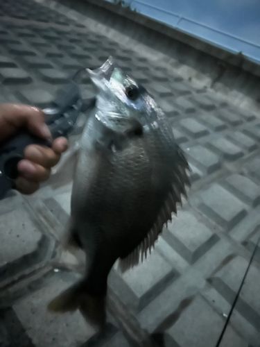 キビレの釣果