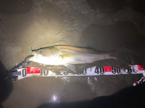 スズキの釣果