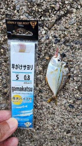 ヒイラギの釣果