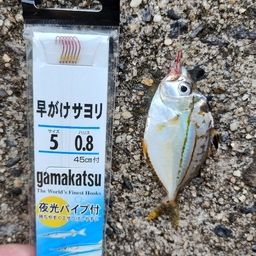 ヒイラギ