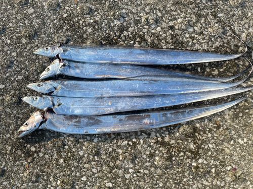 タチウオの釣果