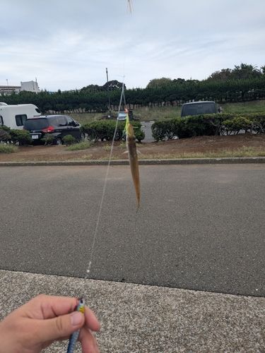 カマスの釣果