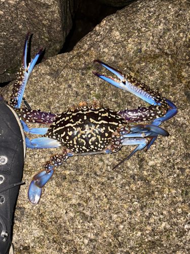 タイワンガザミの釣果
