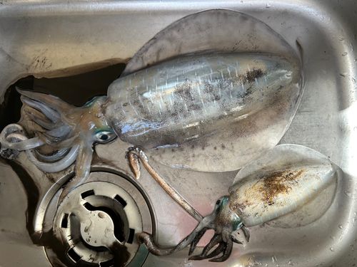 アオリイカの釣果