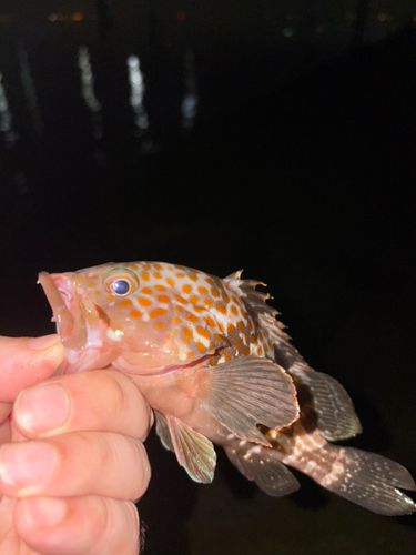 キジハタの釣果