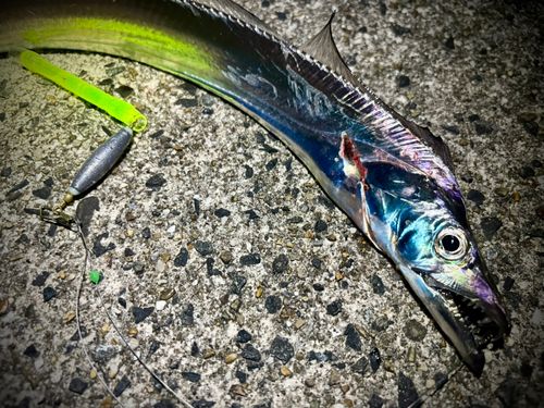 タチウオの釣果