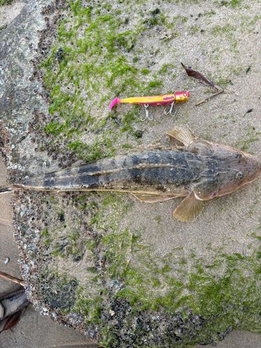 マゴチの釣果