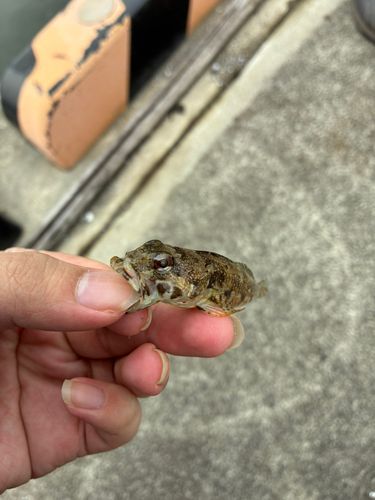 アナハゼの釣果