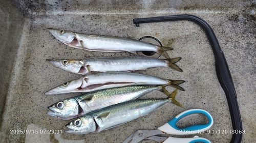 カマスの釣果