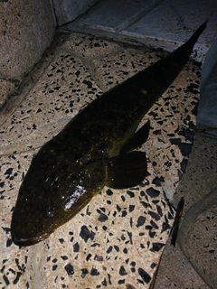マゴチの釣果