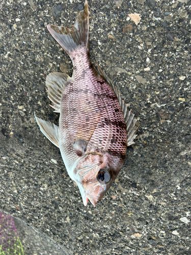メイチダイの釣果