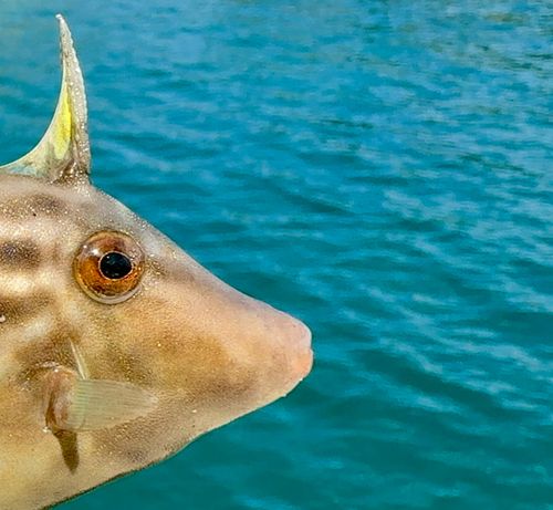 カワハギの釣果