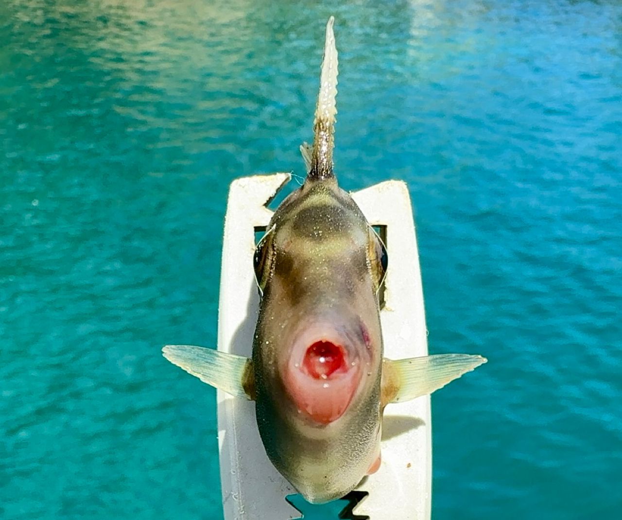 カワハギ