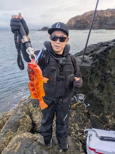アカハタの釣果