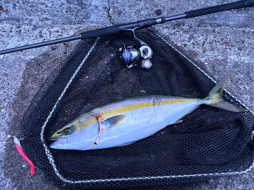 ハマチの釣果