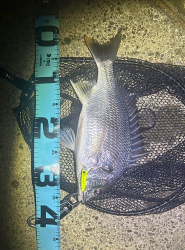キビレの釣果
