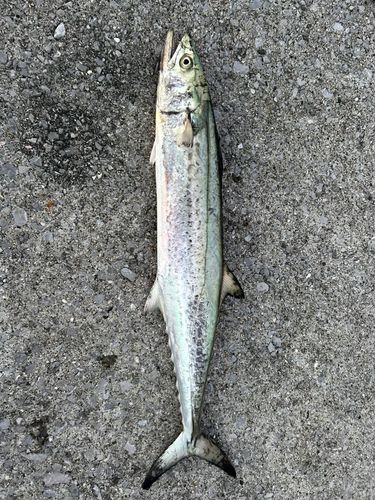サワラの釣果