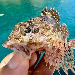 カサゴ