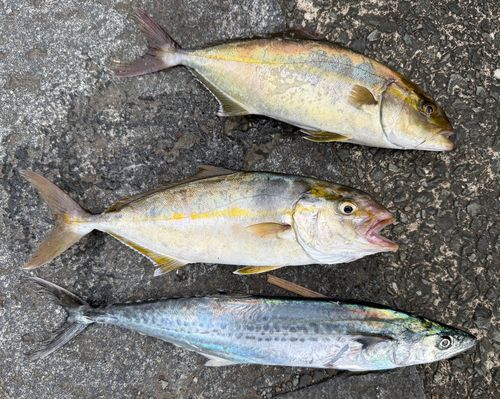 ショゴの釣果