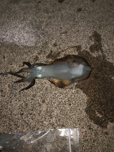 柏崎沖