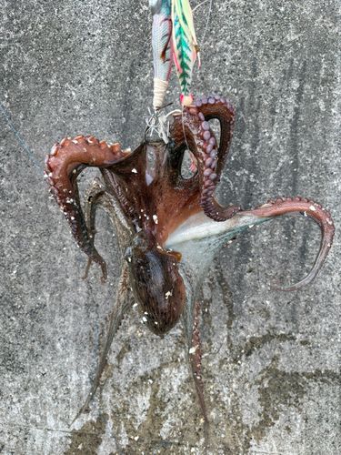 タコの釣果