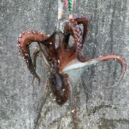 タコ