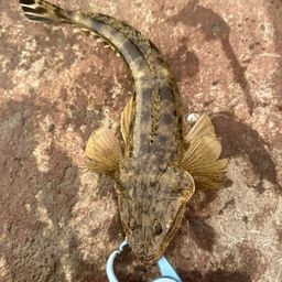 マゴチ