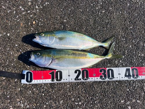 ツバスの釣果