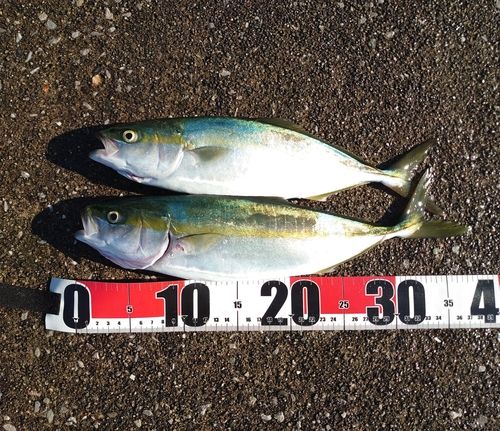 ツバスの釣果