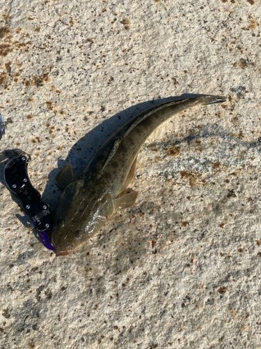 マゴチの釣果
