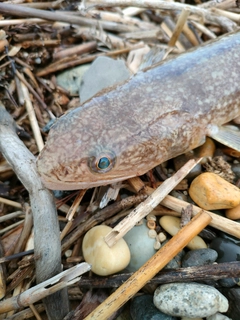 エソの釣果