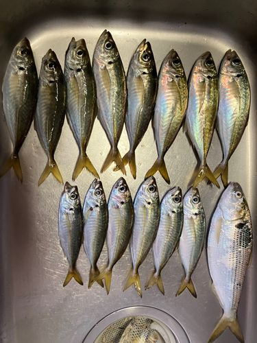 アジの釣果