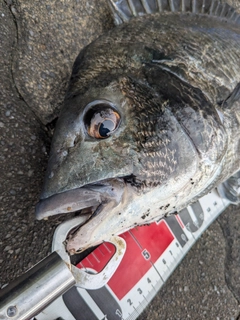 クロダイの釣果