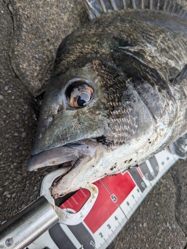 クロダイの釣果