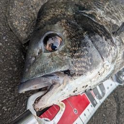 クロダイ