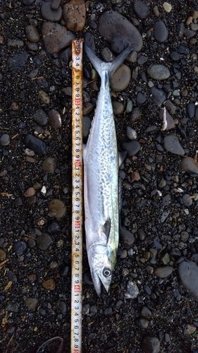 サゴシの釣果
