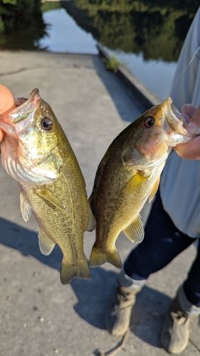 ブラックバスの釣果