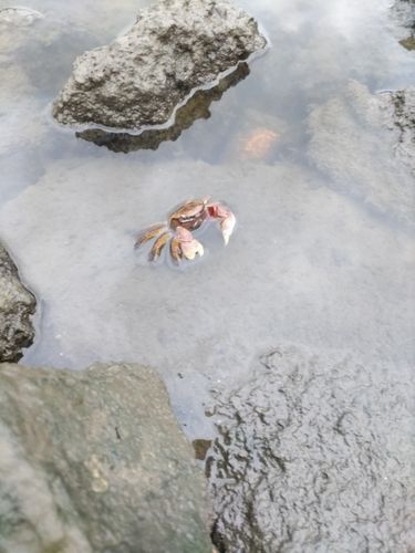 涸沼