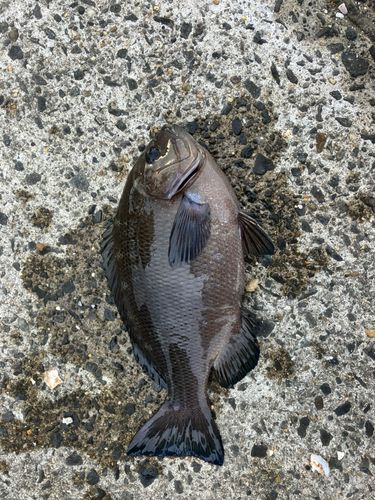 メジナの釣果