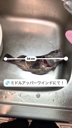 クロソイの釣果