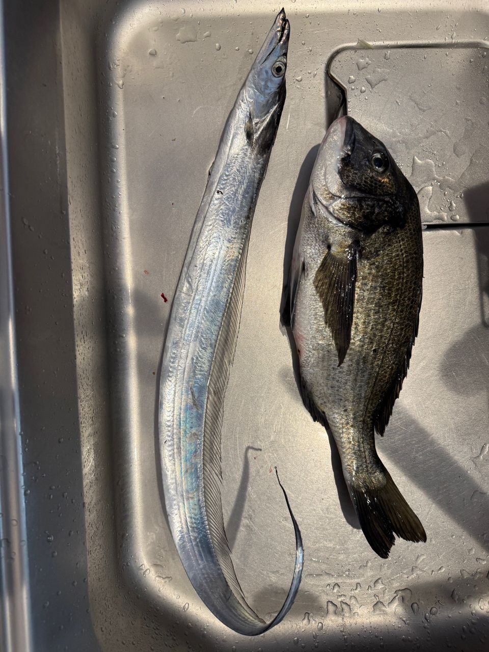 ふじFujiさんの釣果 1枚目の画像