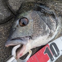 クロダイ