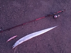 タチウオの釣果