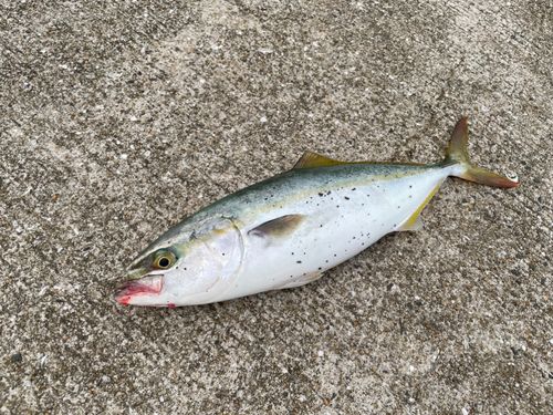 ワカシの釣果