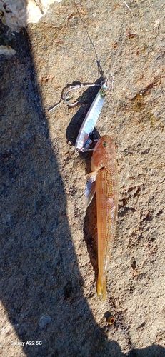 エソの釣果
