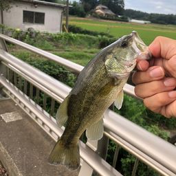 ブラックバス