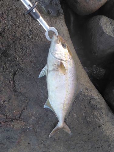 ネリゴの釣果
